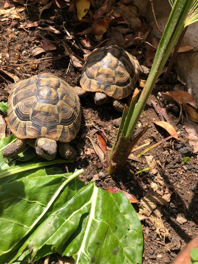 Tortoise Apartment Crikvenica Bagian luar foto